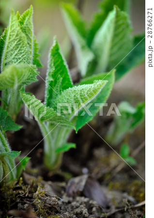 Spring sprouts young sage 28766271