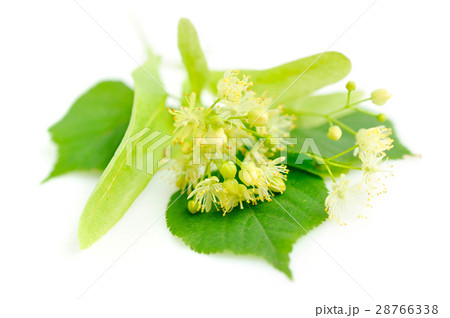 Flowers of linden tree on a white background 28766338