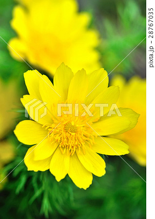 Yellow flowers of adonis (Adonis vernalis) 28767035