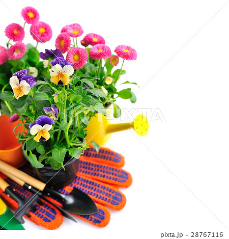 Gardening tools and spring flowers Gardening tools and spring flowers 28767116