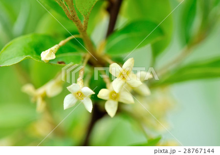 Closeup flowers Schisandra Chinensis in springtime 28767144