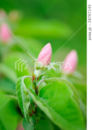 Branch with bud quince of oblong (Cydonia oblonga) 28767145