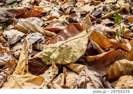Dry brown leaves on the ground Dry brown leaves on the ground 28768379