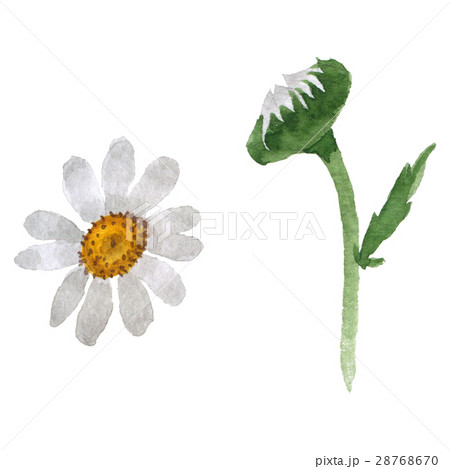 Wildflower chamomile flower in a watercolor style Wildflower chamomile flower in a watercolor style 28768670