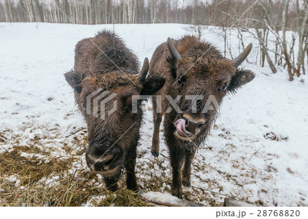 Two Small European Bisons in National Park 28768820