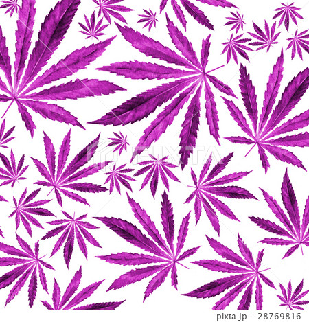 Purple Violet Cannabis Leaves On White Backgroundのイラスト素材