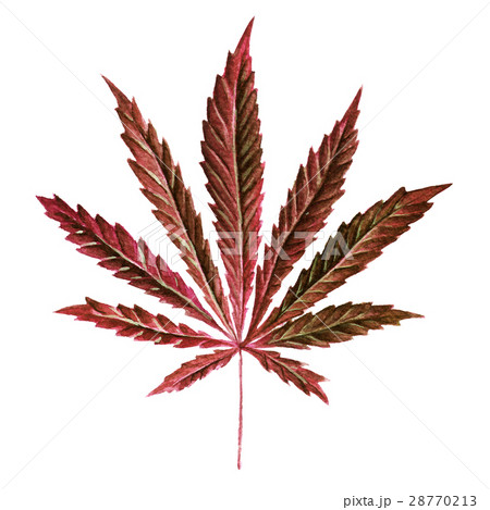 Bright cannabis sativa leaf painted in watercolor Bright cannabis sativa leaf painted in watercolor 28770213