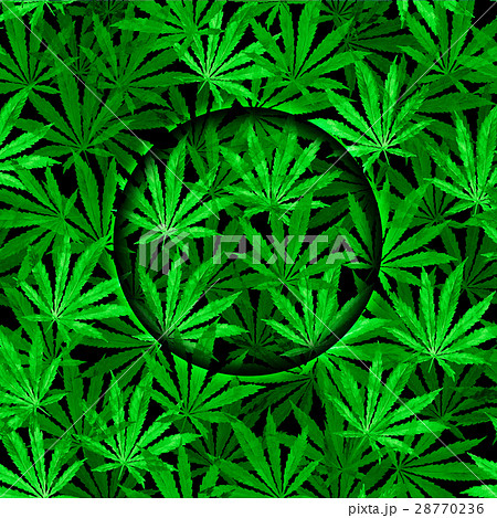 Crowd of Cannabis leaves on black background Crowd of Cannabis leaves on black background 28770236