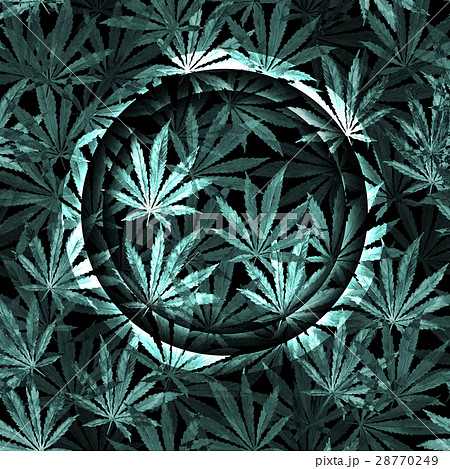 Crowd of Cannabis leaves on black background 28770249