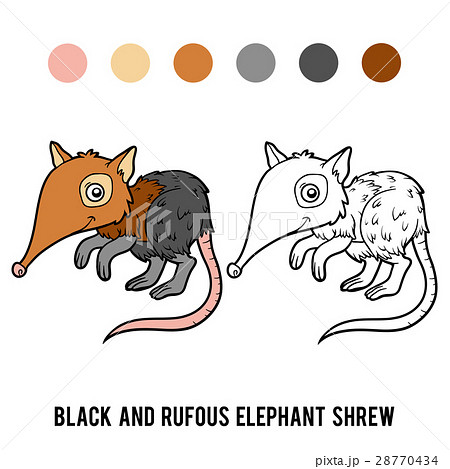 Coloring book, Black and rufous elephant shrew 28770434