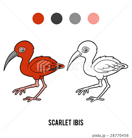 Coloring book, Scarlet ibis 28770456