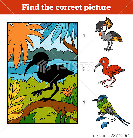 Find the correct picture. Scarlet ibis 28770464