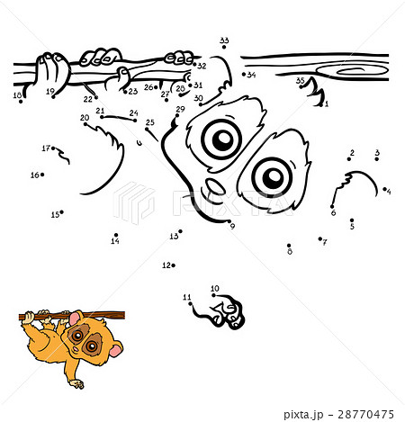 Numbers game, Pygmy slow loris 28770475