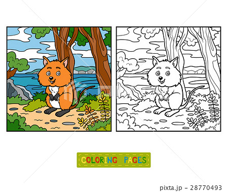 Coloring book, Quokka 28770493
