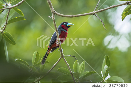 black and red broadbill 28770636