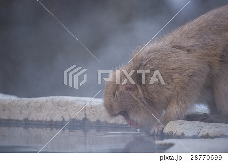 地獄谷野猿公苑のスノーモンキー 28770699