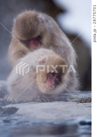 地獄谷野猿公苑のスノーモンキー 地獄谷野猿公苑のスノーモンキー 28770701
