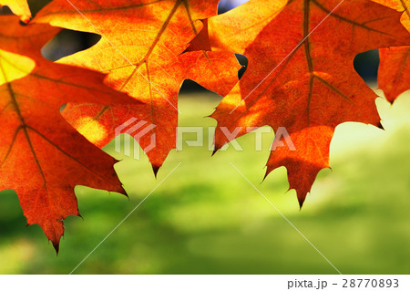 Red maple leaves on a green background Red maple leaves on a green background 28770893