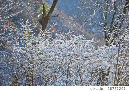 雪解けの朝 雪解けの朝 28771291
