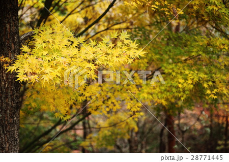 一庫公園の黄葉 28771445
