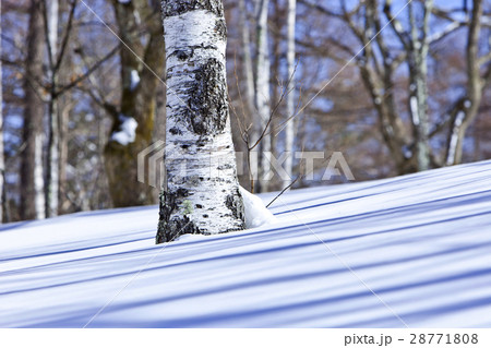 冬の白樺 28771808