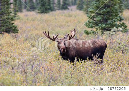 Bull Moose in velvet 28772206