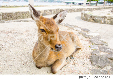 Wild Lonely Deer on Itsukushima Jinja Shrine. 28772424