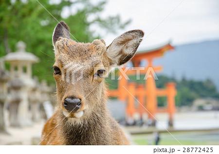 Wild Lonely Deer and floating torii gate. 28772425