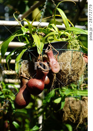 2月熱帯植物 ウツボカズラ・ウツボカズラ科03グリーンハウス熱帯植物園 2月熱帯植物 ウツボカズラ・ウツボカズラ科03グリーンハウス熱帯植物園 28772779