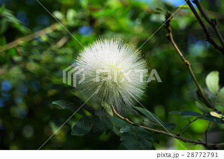 2月熱帯植物　カリアンドラ・マメ科34グリーンハウス熱帯植物園 28772791