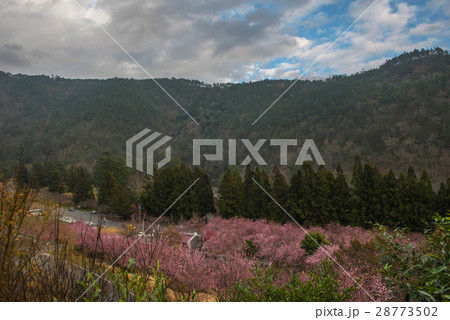 武陵農場 桜 さくら 28773502