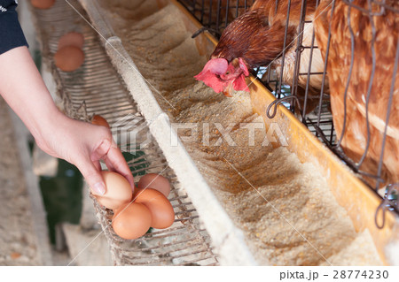 Chicken Farm, Poultry Chicken Farm, Poultry 28774230