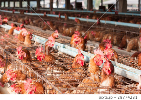 Chicken Farm, Poultry Chicken Farm, Poultry 28774231