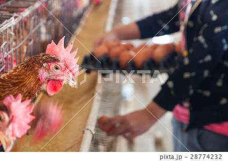 Chicken Farm, Poultry Chicken Farm, Poultry 28774232