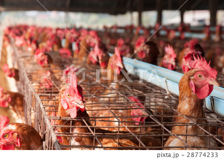 Chicken Farm, Poultry Chicken Farm, Poultry 28774233