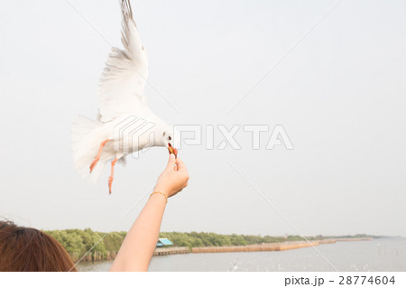 Seagull flying to eat food from hand woman tourist Seagull flying to eat food from hand woman tourist 28774604