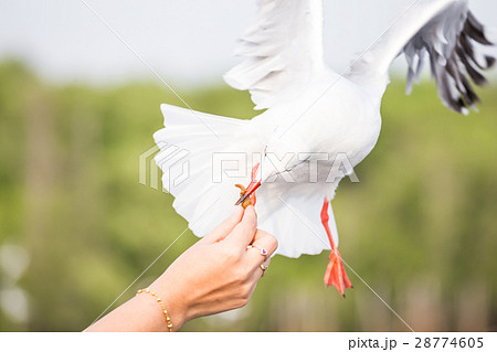 Seagull flying to eat food from hand woman tourist 28774605
