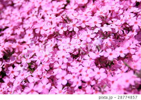 芝桜(アップ) 芝桜(アップ) 28774857