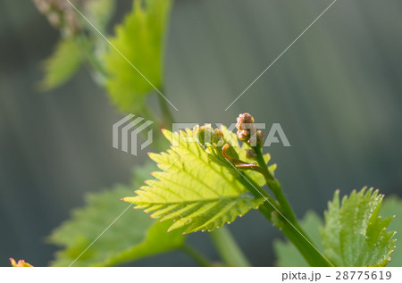 flower buds and leaves of shoots grapevine spring flower buds and leaves of shoots grapevine spring 28775619