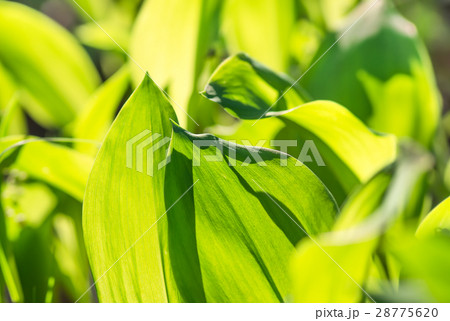 leaves lily of the valley growing in forest leaves lily of the valley growing in forest 28775620