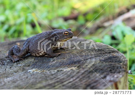 Common toad - (Bufo bufo) Common toad - (Bufo bufo) 28775773