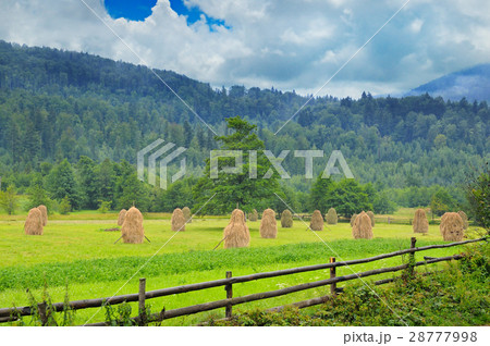Haystacks in the mountain valley of Carpathian Haystacks in the mountain valley of Carpathian 28777998