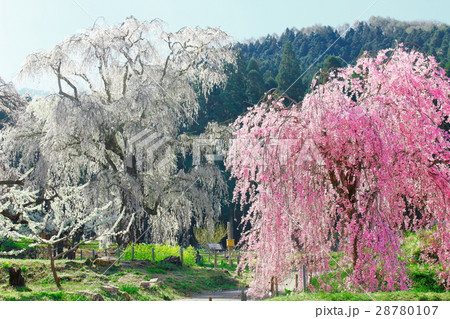 幻想の桜が咲いて　その２　：　美しき桜の花　その３２　：　花と植物が織りなす色紙　その３４２ 28780107