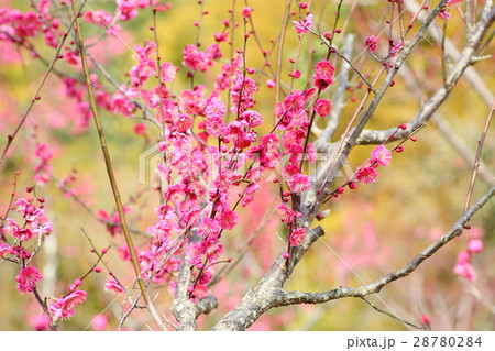 ウメの花 ウメの花 28780284