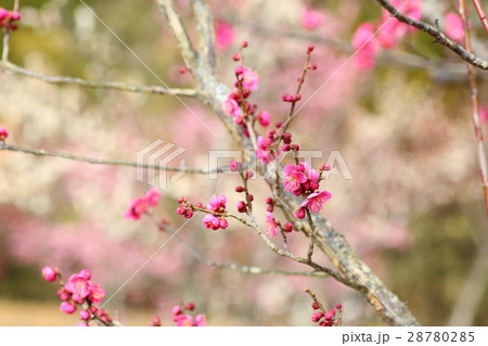 ウメの花 ウメの花 28780285