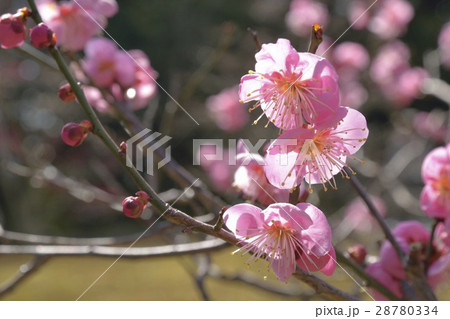 長岡天満宮 紅梅 長岡天満宮 紅梅 28780334