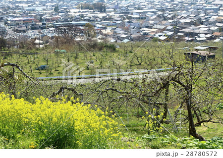 菜の花　その５　：　花と植物が織りなす色紙　その３５４　：　麗しき信州の風景　その５ 28780572