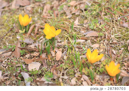 クロッカスの花 28780703