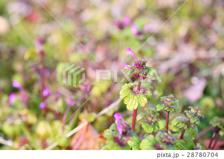 ホトケノザの花 28780704
