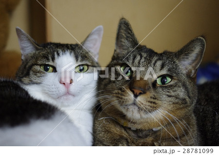 仲良し猫 28781099